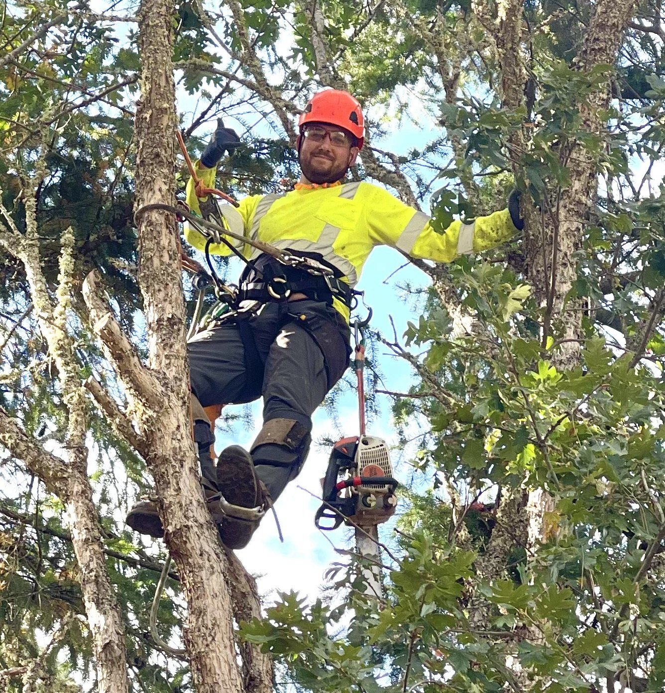 Tree climber secured in the canopy during pruning work