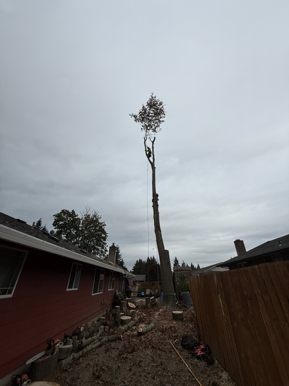 Tall tree being carefully taken down in a narrow residential yard